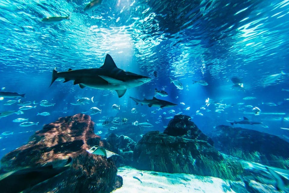 Barcelona Aquarium: Entry Ticket Gallery Image 2