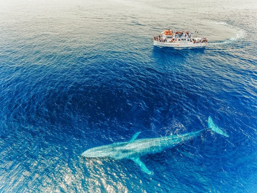 Newport Beach: 2-Hour Whale Watching Tour Gallery Image 4