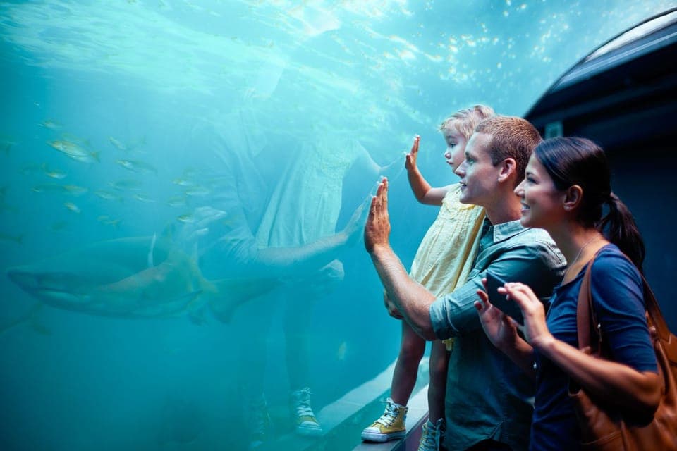 30. SEA LIFE Orlando Aquarium - Image 30