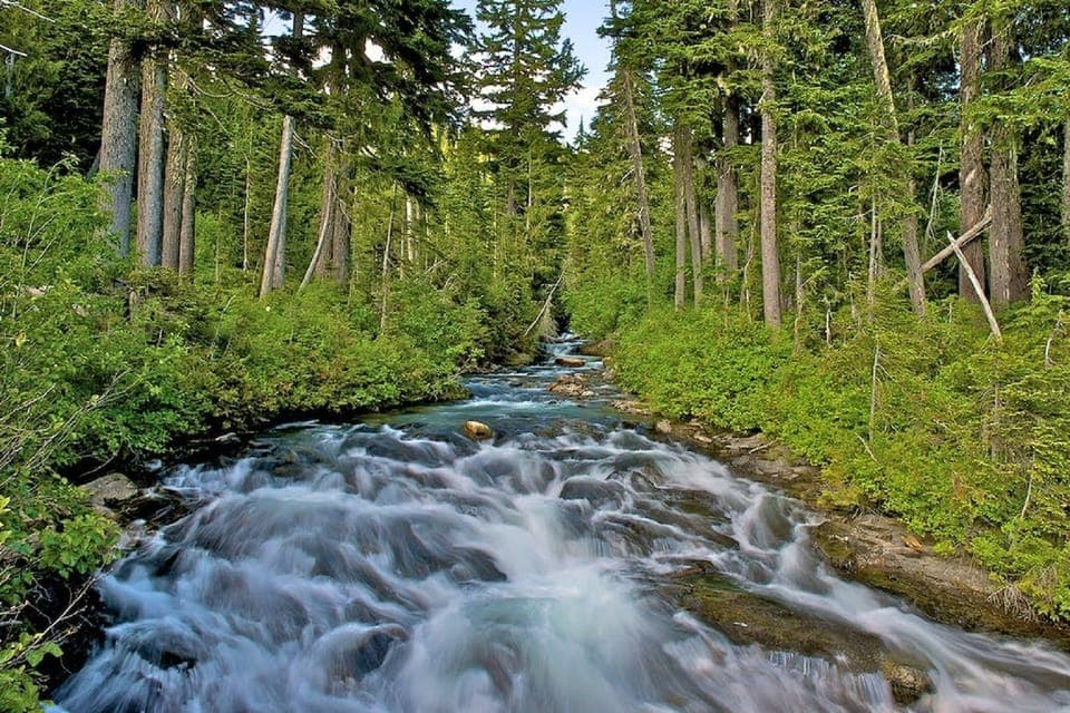Mount Rainier Park All-Inclusive Small Group Tour Gallery Image 4