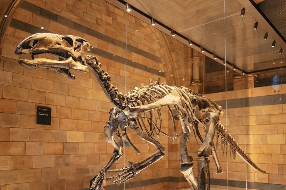 Natural History Museum Private Guided Family Tour Gallery Image 2