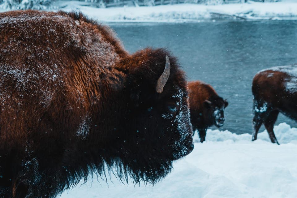9-Day winter Yellowstone Tour with Southern Utah and Arizona Gallery Image 3