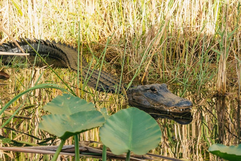 From Miami: Everglades Airboat, Wildlife Show & Bus Transfer Gallery Image 2