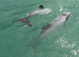 From Orlando: Day Trip to Clearwater with Sea Screamer Ride Gallery Image 3