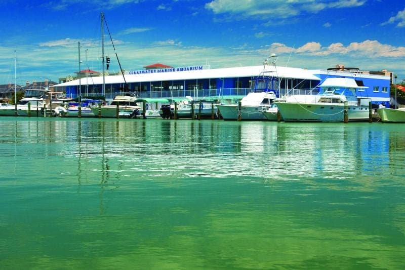 From Orlando: Clearwater Beach and Marine Aquarium Admission Gallery Image 2