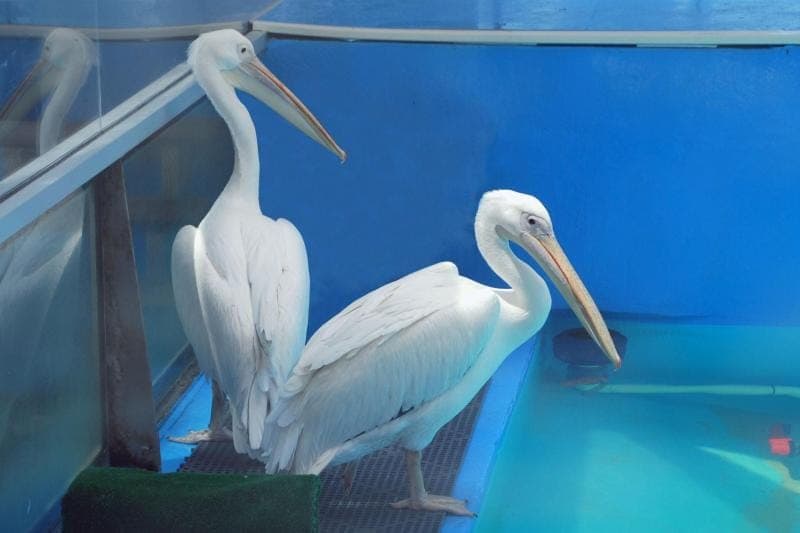 From Orlando: Clearwater Beach and Marine Aquarium Admission Gallery Image 3