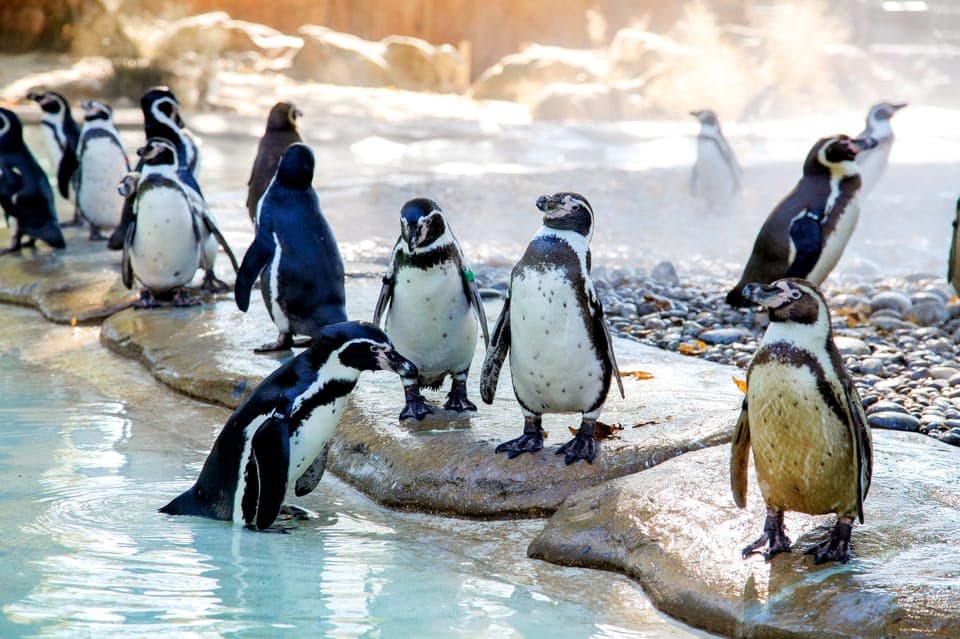 London Zoo: Entry Ticket Gallery Image 3