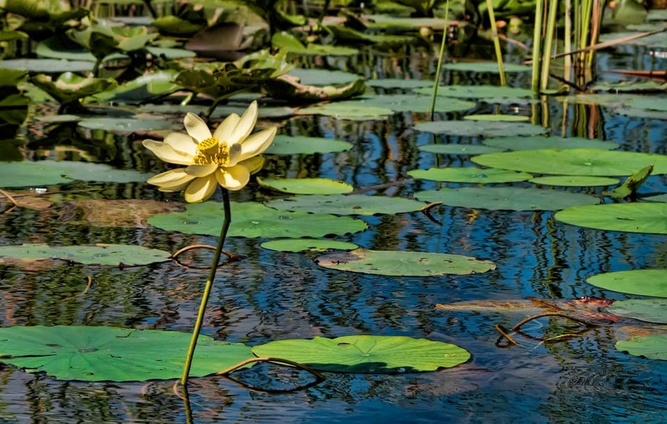 Sawgrass Park: Private 1-Hour Airboat Adventure Tour Gallery Image 2
