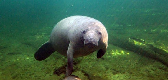 Kayaking Tour with Manatee Encounter - Image NaN