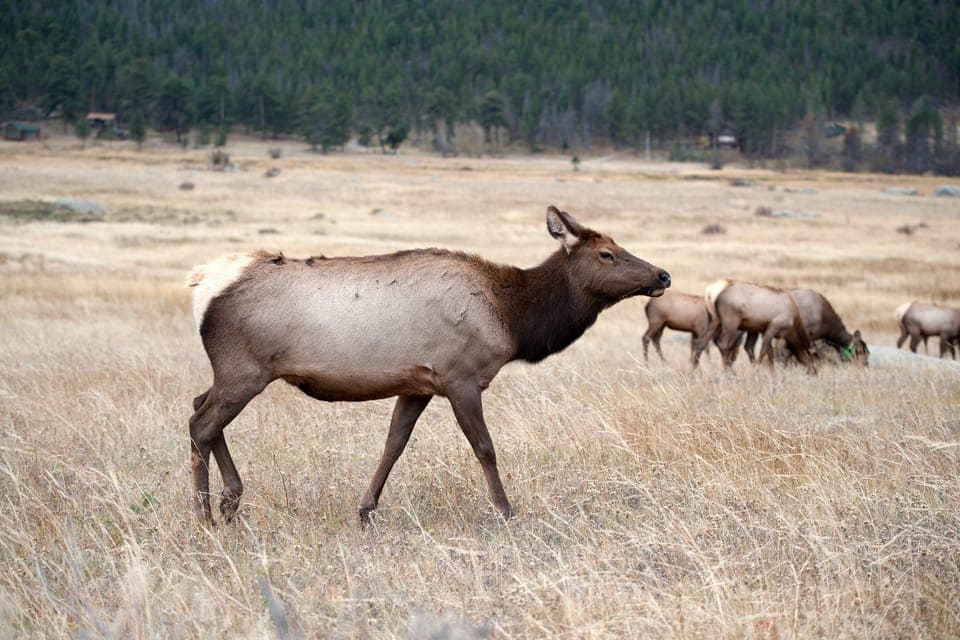 7-Day Yellowstone National Park Rocky Mountain Explorer Gallery Image 4