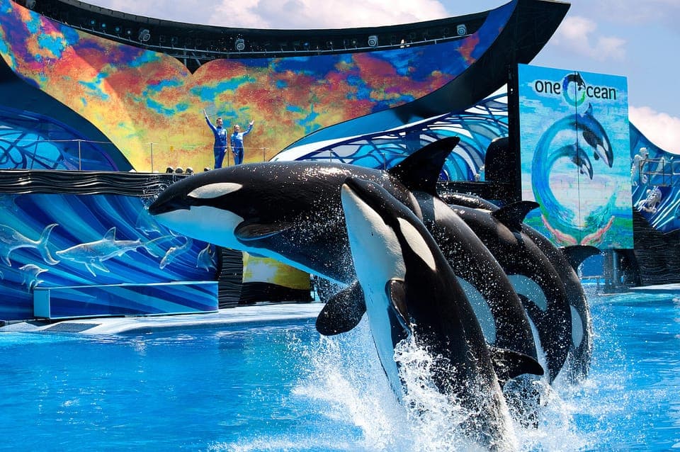 SeaWorld Orlando: Park Admission Ticket Gallery Image 1
