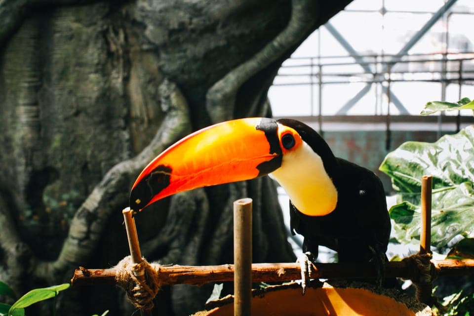 40. The Green Planet - Dubai's Unique Indoor Rainforest - Image 40