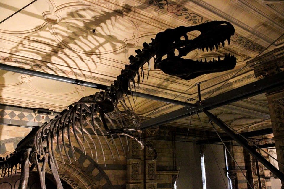 Natural History Museum Tour - Image NaN