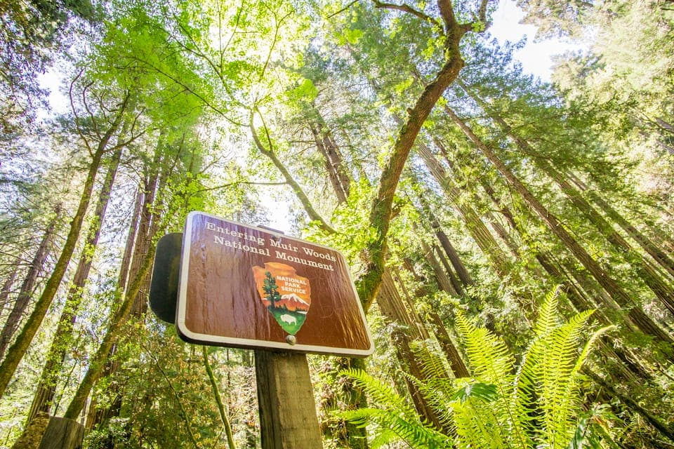 Muir Woods and Sausalito Experience Gallery Image 2