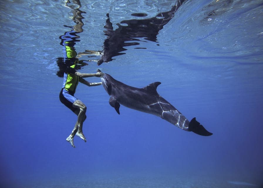 Swim with Dolphins at Atlantis Waterpark Gallery Image 1