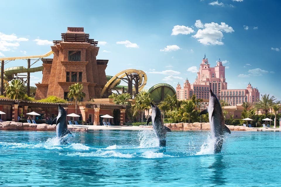 Swim with Dolphins at Atlantis Waterpark Gallery Image 2