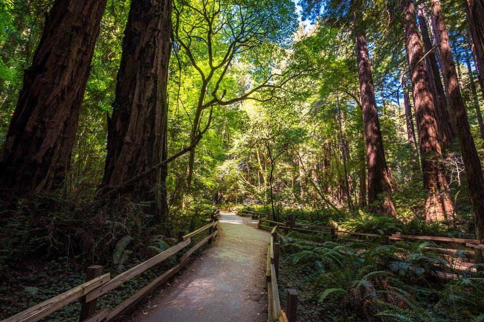 39. Muir Woods, San Francisco and Sausalito Tour - Image 39