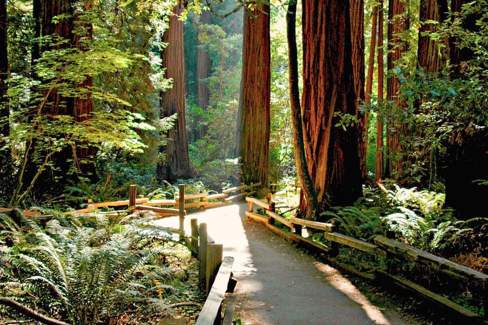 8. From San Francisco: Muir Woods and Sausalito Half-Day Trip - Image 8