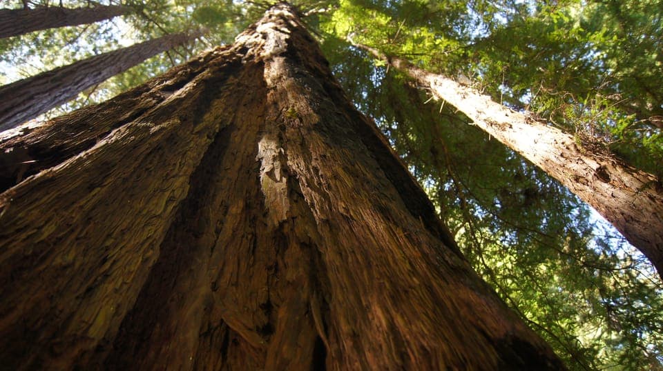 6. Muir Woods Tour & Golden Gate Bay Cruise - Image 6