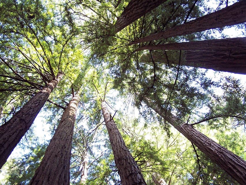 Muir Woods Tour & Golden Gate Bay Cruise Gallery Image 3