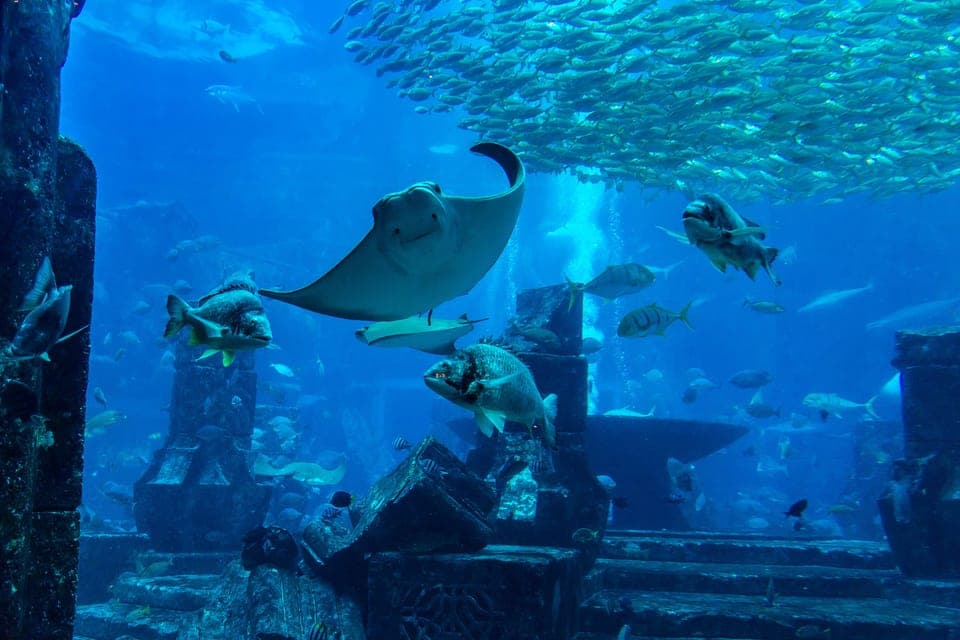 Hop-On Hop-Off Bus Tour, Aquaventure, and Dhow Cruise Gallery Image 3