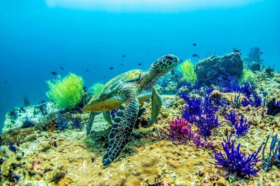 33. Fujairah: 2 Fun Dive Experience for Certified Divers - Image 33