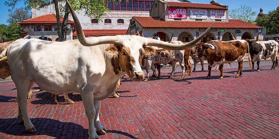 From Dallas: Fort Worth Guided Day Tour Gallery Image 1