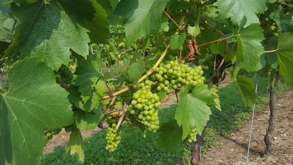 Full-Day English Wine Tour with Lunch Gallery Image 2