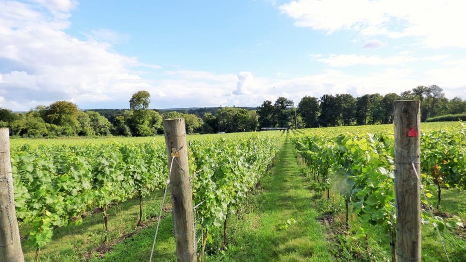 Full-Day English Wine Tour with Lunch Gallery Image 1