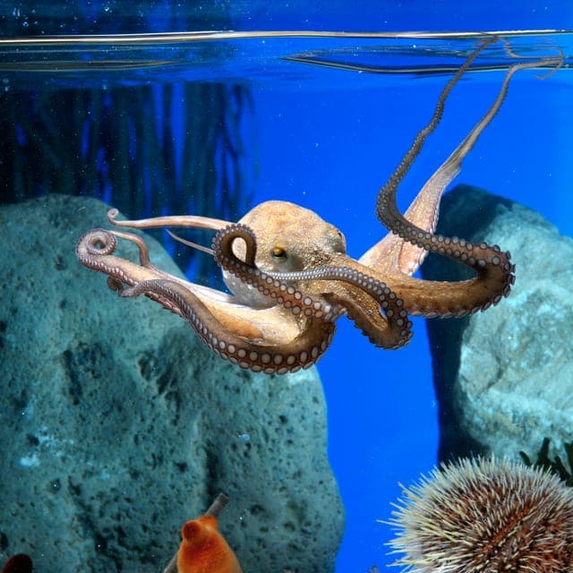From Costa Brava: Barcelona Day Trip with Aquarium Visit - Image NaN