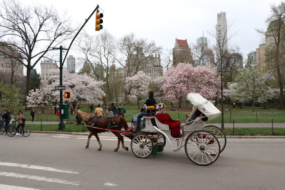 26. Horse Carriage Ride through Central Park - Image 26