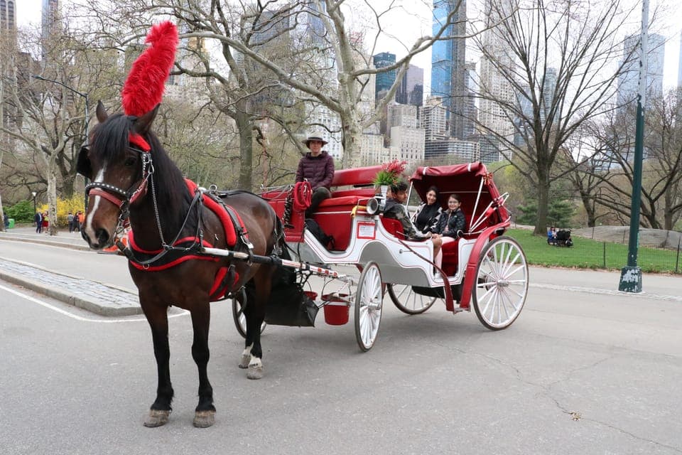 Horse Carriage Ride through Central Park Gallery Image 4