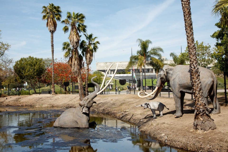 13. La Brea Tar Pits Museum Ticket - Image 13