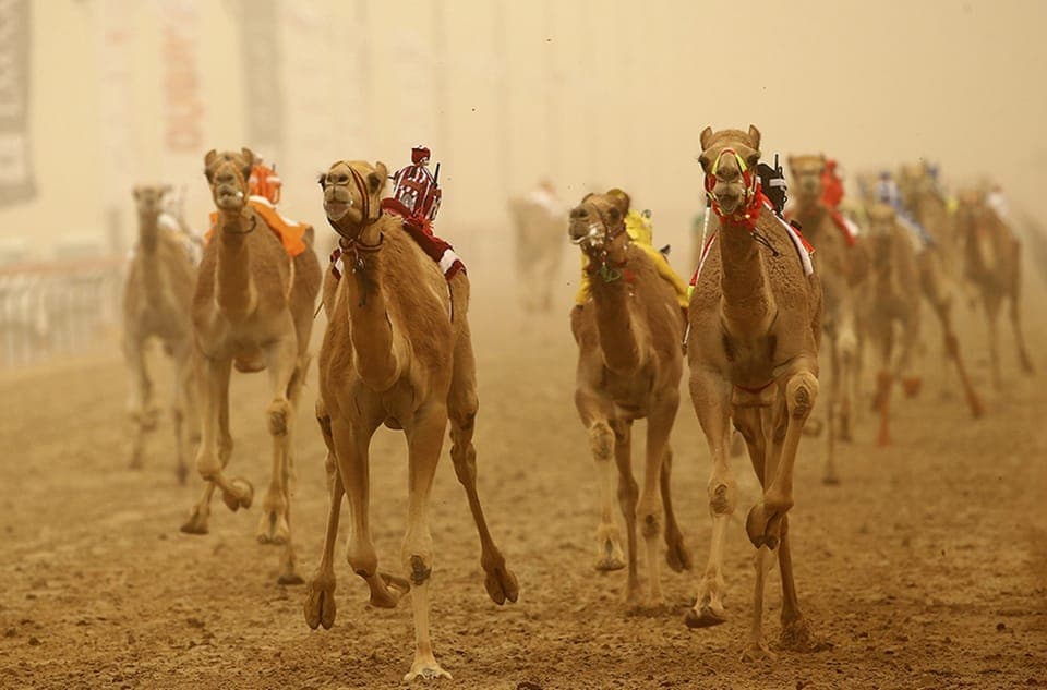 From Dubai: Al Ain Full-Day Tour with Lunch Gallery Image 4
