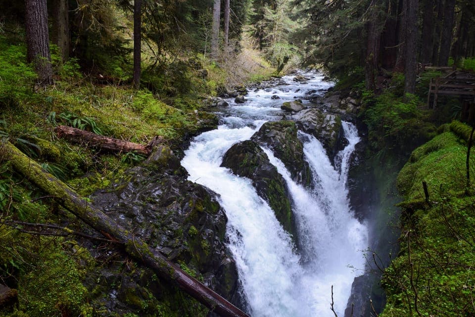 22. Olympic National Park: Sol Duc and Hurricane Ridge Tour - Image 22