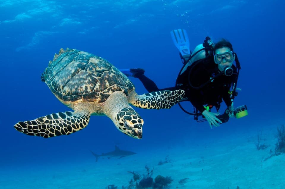 From Dubai: Fujairah Scuba Dive and Snorkeling Gallery Image 3