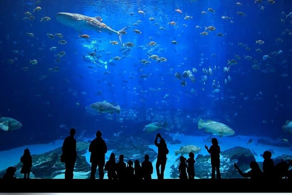 Istanbul Aquarium and Aqua Florya Shopping Mall Tour Gallery Image 3