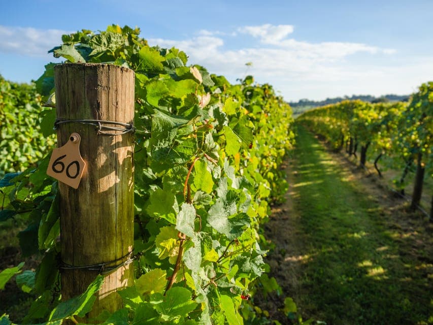 15. Guided Private Wine Tour to Napa and Sonoma Wine Country - Image 15