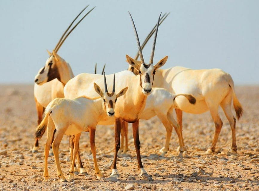 Dubai Desert Morning Drive with Wildlife Experience Gallery Image 1
