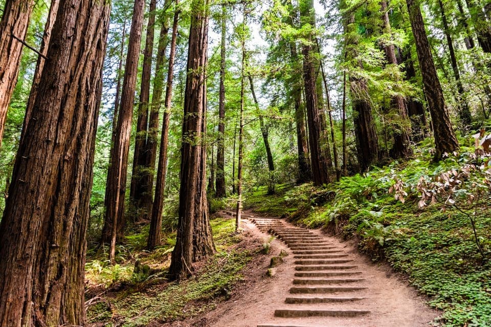 San Francisco Golden Gate Sausalito Muir Woods Private Tour Gallery Image 4