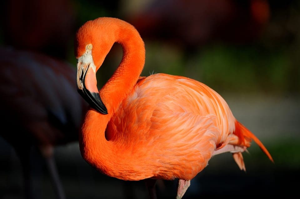 Zoo Miami: General Admission Ticket Gallery Image 3