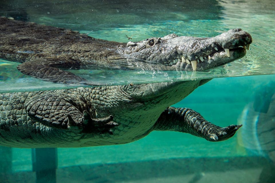 Zoo Miami: General Admission Ticket Gallery Image 4