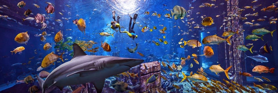 The Lost Chambers Aquarium Snorkeling Experience - Image NaN