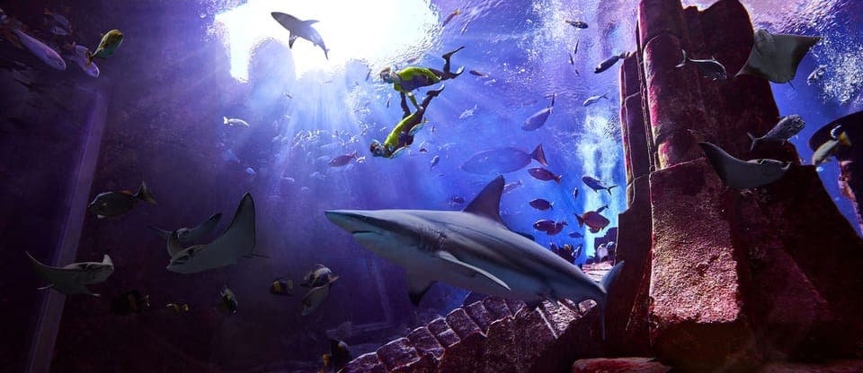 The Lost Chambers Aquarium Snorkeling Experience Gallery Image 2