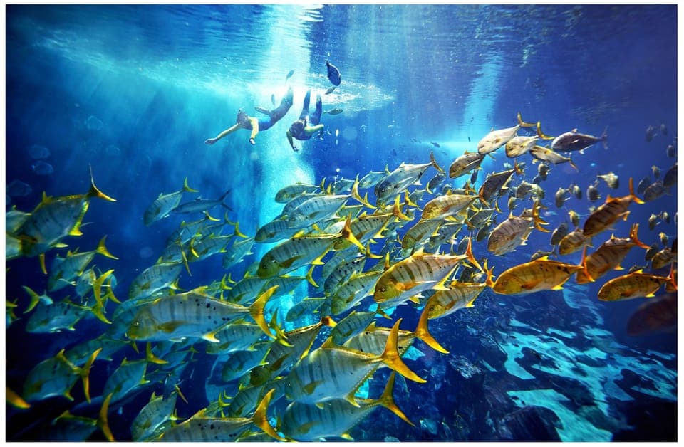 The Lost Chambers Aquarium Snorkeling Experience Gallery Image 4