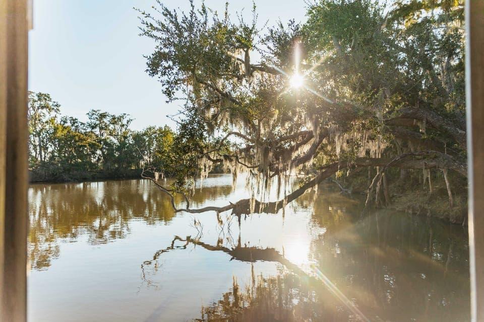 Guided Swamp Cruise by Tour Boat Gallery Image 3