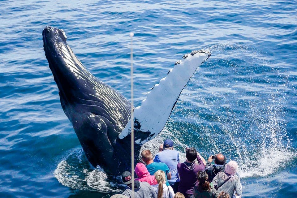 City Cruises Whale Watching Cruise - Image NaN