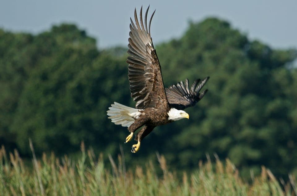 Airboat Safari with Transportation Gallery Image 2