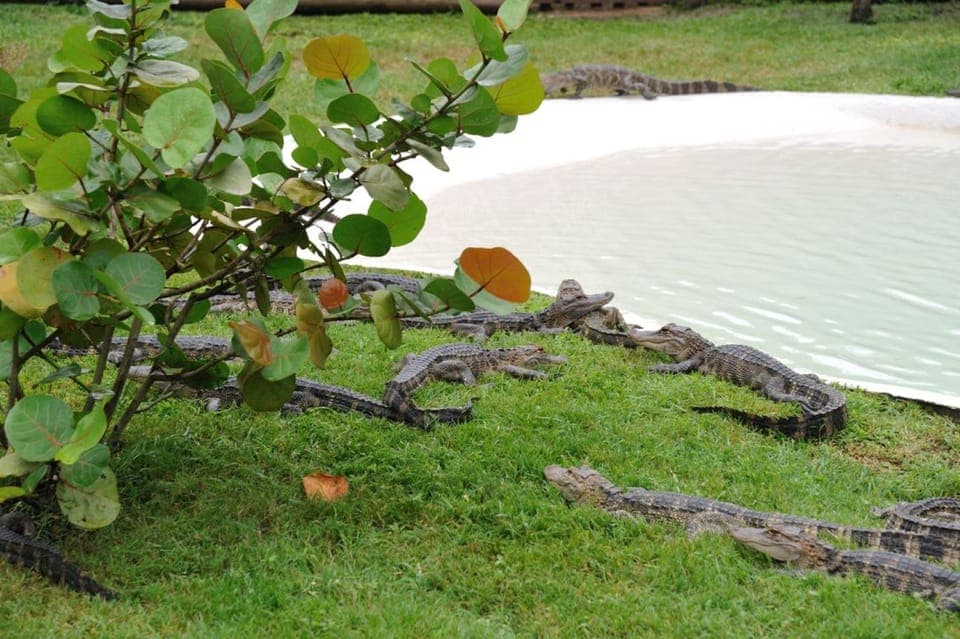 Airboat Safari with Transportation Gallery Image 4