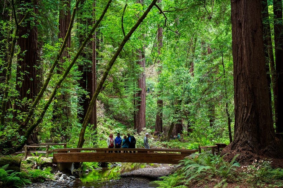 San Francisco: Redwood & Wine Country Tour with Lunch & Wine Gallery Image 4